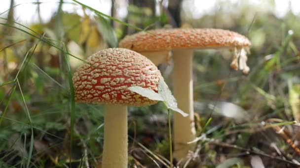 두 종류의 나비는 가을 숲에서 Agaric 또는 Amanita muscaria 를 날아 먹는다. 독성 버섯. — 비디오