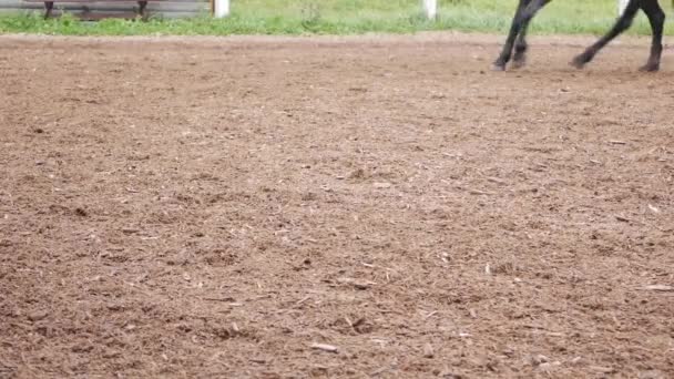 女性ライダーは競馬場で馬を訓練します。馬の夏の訓練. — ストック動画