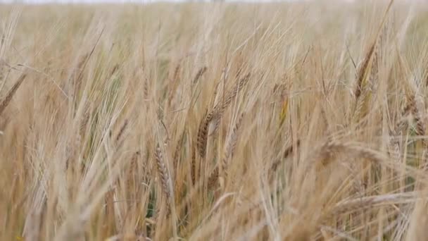 Las espigas maduras de trigo balanceándose del suave viento. Campo de trigo listo para cosechar. Primer plano — Vídeos de Stock