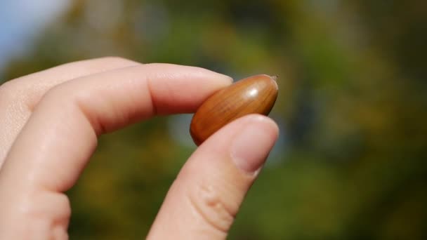 Een vrouwelijke hand houdt een eiken eikel vast. dicht bij de natuur. — Stockvideo