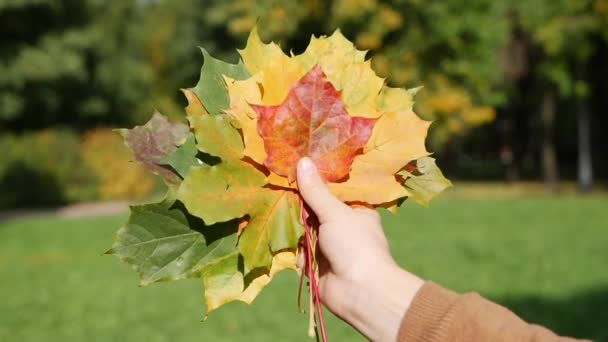 Frau mit einem Strauß bunter Blätter in der Hand. Herbstblätter im Herbstpark. Mitten im Herbst, Laub abwerfend, schöne Landschaft des Parks im Hintergrund — Stockvideo