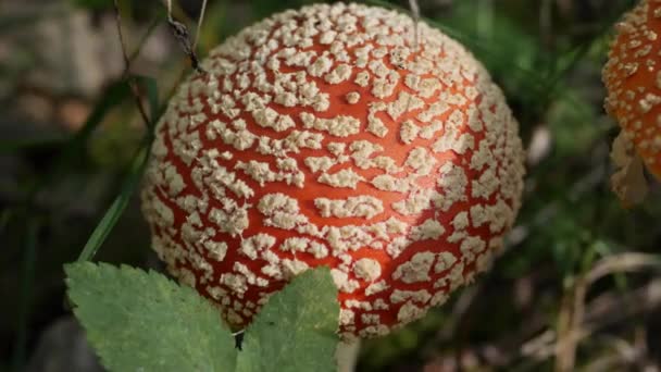秋天森林里的苍翠或天野麝香。有毒的蘑菇. — 图库视频影像