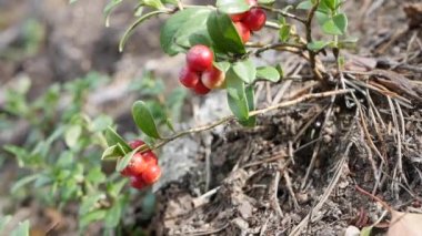 Vahşi organik yaban mersini ya da ormandaki Aşı vitis-idaea. Yaban mersini ya da inek üzümü bitkisine yakın çekim, birkaç yaban mersini hasat etmeye hazır. Sağlıklı beslenmek için ham ve organik gıda malzemeleri.