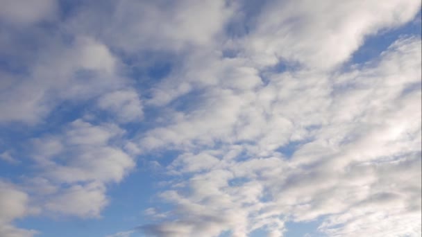 Blauer Himmel weiße Wolken. Geschwollene flauschige weiße Wolken. Cumuluswolken im Zeitraffer. Sommerblauer Himmel im Zeitraffer. Dramatisch majestätisch erstaunlich blauer Himmel. Es bilden sich weiche weiße Wolken. Hintergrund im Zeitraffer — Stockvideo