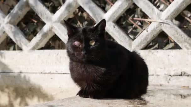Venku sedí jednooká černá kočka bez domova. Koncept toulavých zvířat. — Stock video