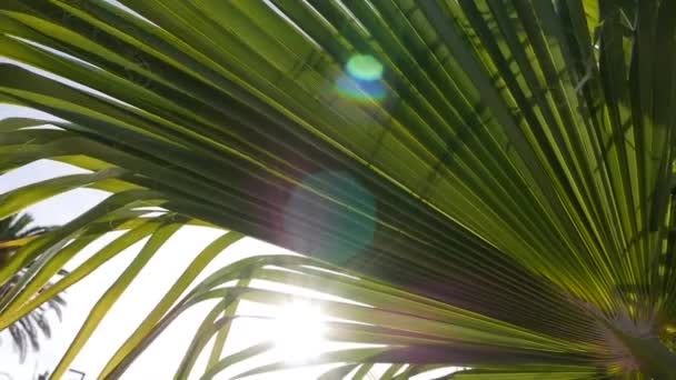 Folhas de palmeira mostradas contra o sol e o céu azul claro. Os raios solares passam pelos ramos das palmeiras movidas pela brisa tropical. Férias por litoral — Vídeo de Stock