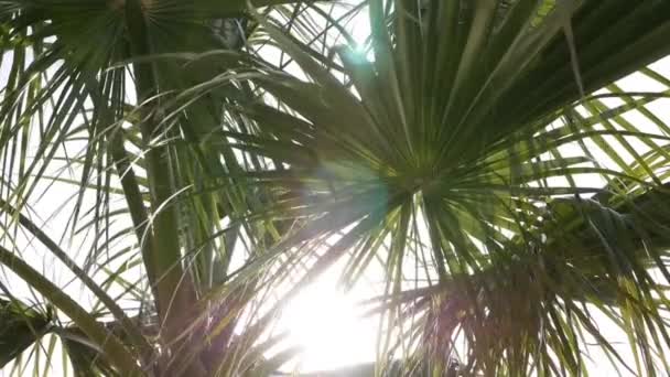 Palmenblätter vor Sonne und blauem Himmel. Sonnenstrahlen durchdringen die Palmenzweige, die von tropischer Brise bewegt werden. Urlaub am Meer — Stockvideo