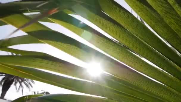 Palmenblätter vor Sonne und blauem Himmel. Sonnenstrahlen durchdringen die Palmenzweige, die von tropischer Brise bewegt werden. Urlaub am Meer — Stockvideo