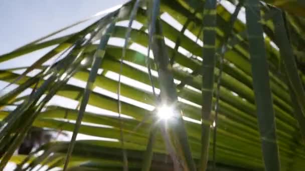 Folhas de palmeira mostradas contra o sol e o céu azul claro. Os raios solares passam pelos ramos das palmeiras movidas pela brisa tropical. Férias por litoral — Vídeo de Stock