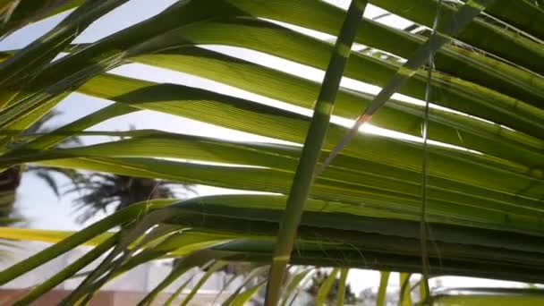 Palmenblätter vor Sonne und blauem Himmel. Sonnenstrahlen durchdringen die Palmenzweige, die von tropischer Brise bewegt werden. Urlaub am Meer — Stockvideo