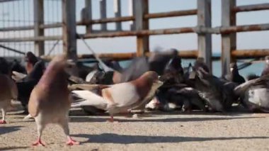 Bir grup aç güvercin iskelede bir parça ekmek ve kuş yemi yiyor ve besleniyor.