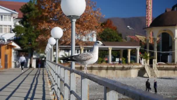 Ο πεινασμένος γλάρος τρέφεται με ένα κομμάτι ψωμί στην προβλήτα. — Αρχείο Βίντεο