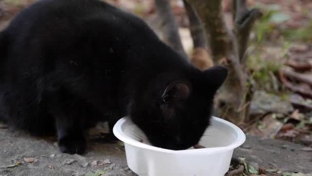Голодный бездомный чёрный кот ест из пластиковой миски снаружи. Концепция бродячих животных — стоковое видео