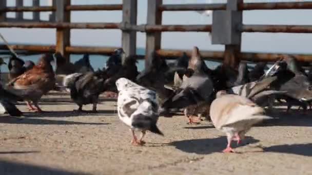 Ομάδα πεινασμένων περιστεριών που τρώνε και τρέφονται με ένα κομμάτι ψωμί και σπόρους πουλιών στην προβλήτα — Αρχείο Βίντεο