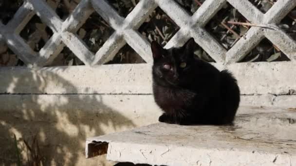 Draußen sitzt eine obdachlose einäugige schwarze Katze. Konzept der streunenden Tiere. — Stockvideo