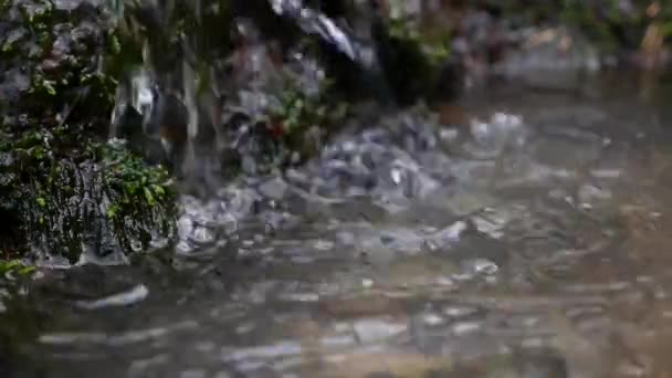 森の中で最も純粋な山の小川。水のストリームは、石苔で覆われた間を移動します。小さな川と牧歌的な緑の風景。自然背景シリーズ — ストック動画