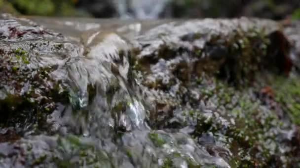 El arroyo montañoso más puro del bosque. Corriente de agua se mueve entre las piedras cubiertas de musgo. Paisaje verde idílico con pequeño río. Naturaleza serie de fondo — Vídeo de stock