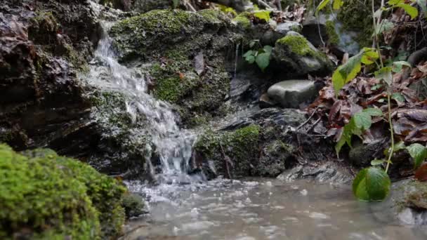 Renaste fjällbäcken i skogen. Strömmen av vatten rör sig mellan stenarna täckta med mossa. Idylliskt grönt landskap med liten flod. Bakgrundsserier — Stockvideo