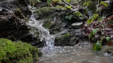 Ormandaki en saf dağ deresi. Su akıntısı yosun kaplı taşlar arasında hareket eder. Küçük nehri olan yeşil bir manzara. Doğa arkaplan serisi