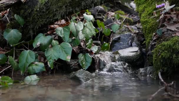 Renaste fjällbäcken i skogen. Strömmen av vatten rör sig mellan stenarna täckta med mossa. Idylliskt grönt landskap med liten flod. Bakgrundsserier — Stockvideo