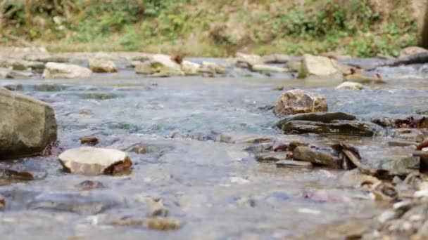 Ormandaki en saf dağ deresi. Su akıntısı yosun kaplı taşlar arasında hareket eder. Taşlı küçük bir nehir. Küçük nehri olan yeşil bir manzara. Doğa arkaplan serisi — Stok video