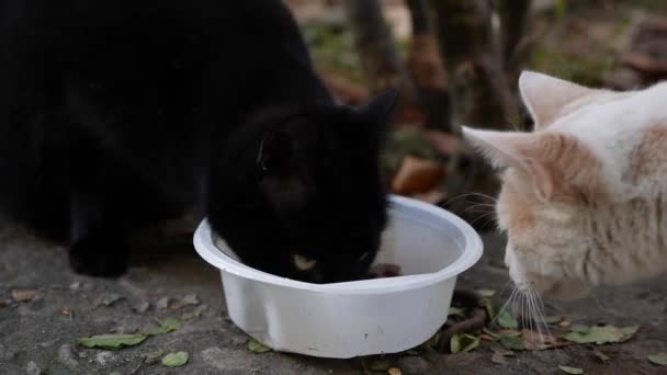 Голодный бездомный чёрный кот ест из пластиковой миски снаружи. Концепция бродячих животных — стоковое видео