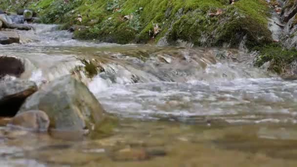 El arroyo montañoso más puro del bosque. Corriente de agua se mueve entre las piedras cubiertas de musgo. Pequeño río con rocas. Paisaje verde idílico con pequeño río. Naturaleza serie de fondo — Vídeo de stock