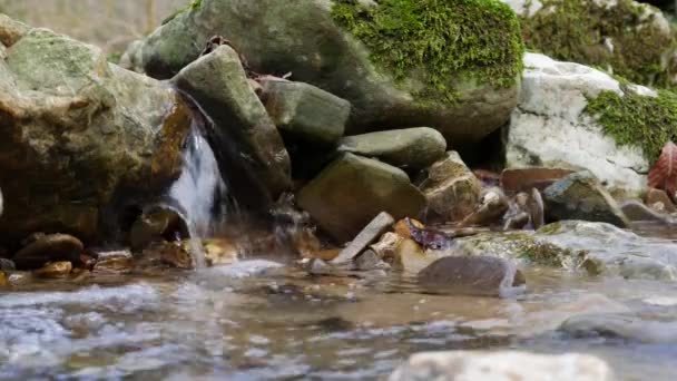 Ormandaki en saf dağ deresi. Su akıntısı yosun kaplı taşlar arasında hareket eder. Taşlı küçük bir nehir. Küçük nehri olan yeşil bir manzara. Doğa arkaplan serisi — Stok video