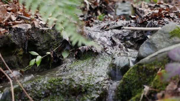 El arroyo montañoso más puro del bosque. Corriente de agua se mueve entre las piedras cubiertas de musgo. Paisaje verde idílico con pequeño río. Naturaleza serie de fondo — Vídeo de stock