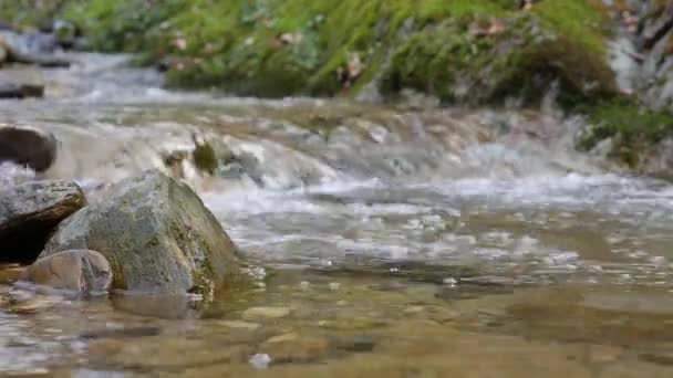 El arroyo montañoso más puro del bosque. Corriente de agua se mueve entre las piedras cubiertas de musgo. Pequeño río con rocas. Paisaje verde idílico con pequeño río. Naturaleza serie de fondo — Vídeo de stock