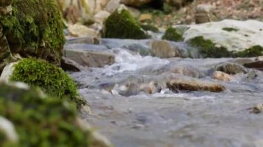 Ormandaki en saf dağ deresi. Su akıntısı yosun kaplı taşlar arasında hareket eder. Taşlı küçük bir nehir. Küçük nehri olan yeşil bir manzara. Doğa arkaplan serisi