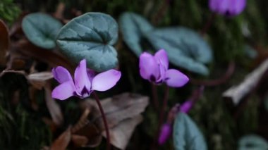 Mor siklamen veya Cyclamen purpurpurascens, vahşi sonbahar ormanlarında pembe çiçekli. Genç yeşil siklamen filizleri. Yakın plan.