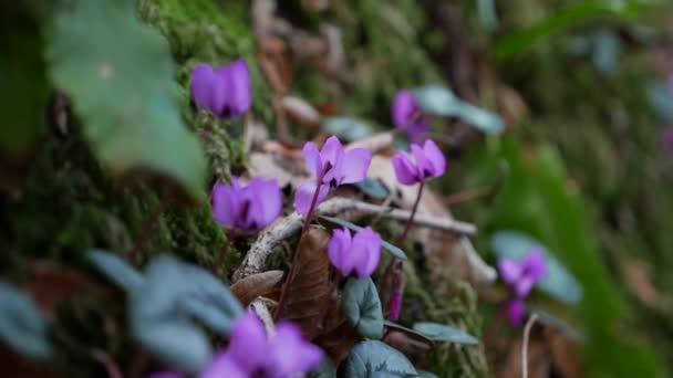 Mor siklamen veya Cyclamen purpurpurascens, vahşi sonbahar ormanlarında pembe çiçekli. Genç yeşil siklamen filizleri. Yakın plan. — Stok video