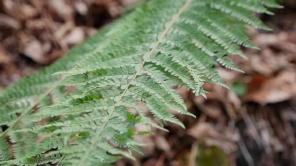 Ramo de samambaia ou Polystichum aculeatum na floresta selvagem de outono. Jovens brotos verdes frescos de samambaias crescendo na floresta em um dia ventoso. Close-up — Vídeo de Stock