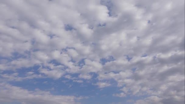 Blauer Himmel weiße Wolken. Geschwollene flauschige weiße Wolken. Cumuluswolken im Zeitraffer. Sommerblauer Himmel im Zeitraffer. Dramatisch majestätisch erstaunlich blauer Himmel. Es bilden sich weiche weiße Wolken. Hintergrund im Zeitraffer — Stockvideo