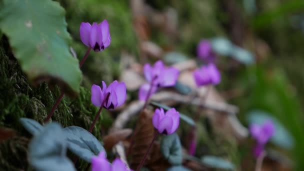 Mor siklamen veya Cyclamen purpurpurascens, vahşi sonbahar ormanlarında pembe çiçekli. Genç yeşil siklamen filizleri. Yakın plan. — Stok video