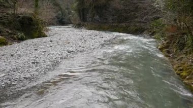 Ormandaki en saf dağ deresi. Su akıntısı yosun kaplı taşlar arasında hareket eder. Taşlı küçük bir nehir. Küçük nehri olan yeşil bir manzara. Doğa arkaplan serisi