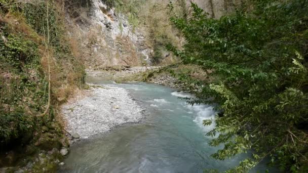 El arroyo montañoso más puro del bosque. Corriente de agua se mueve entre las piedras cubiertas de musgo. Pequeño río con rocas. Paisaje verde idílico con pequeño río. Naturaleza serie de fondo — Vídeo de stock