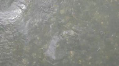 Ormandaki en saf dağ deresinin manzarası. Taşlar arasında akan su akıntısı. Küçük nehri olan ideal bir manzara. Doğa arkaplan serisi. 