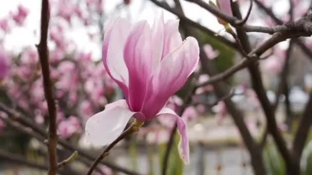 Magnolia soulangeana flower in spring bloom. Spring Flowers. Flowering in the garden trees. Nature. Close-up. — Stock Video