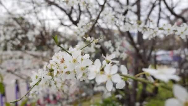 Ramo di ciliegio con fiori bianchi in fiore primaverile. Fiori di primavera. Fioritura tra gli alberi da giardino, sullo sfondo di fiori bianchi in fiore. La natura. Primo piano. — Video Stock