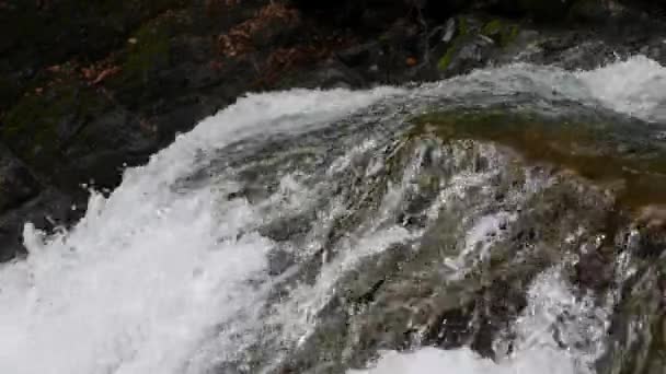 El arroyo montañoso más puro del bosque. Corriente de agua se mueve entre las piedras cubiertas de musgo. Pequeño río con rocas. Paisaje verde idílico con pequeño río. Naturaleza serie de fondo — Vídeo de stock