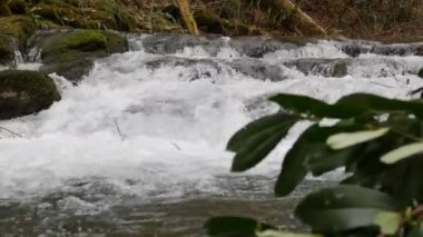 Ormandaki en saf dağ deresi. Su akıntısı yosun kaplı taşlar arasında hareket eder. Taşlı küçük bir nehir. Küçük nehri olan yeşil bir manzara. Doğa arkaplan serisi
