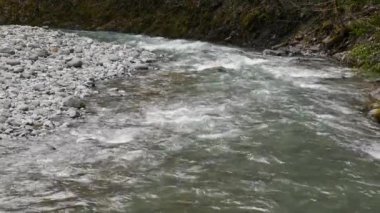 Ormandaki en saf dağ deresi. Su akıntısı yosun kaplı taşlar arasında hareket eder. Taşlı küçük bir nehir. Küçük nehri olan yeşil bir manzara. Doğa arkaplan serisi
