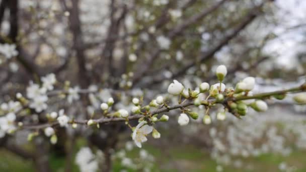 Ramo di ciliegio con fiori bianchi in fiore primaverile. Fiori di primavera. Fioritura tra gli alberi da giardino, sullo sfondo di fiori bianchi in fiore. La natura. Primo piano. — Video Stock