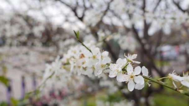 Ramo di ciliegio con fiori bianchi in fiore primaverile. Fiori di primavera. Fioritura tra gli alberi da giardino, sullo sfondo di fiori bianchi in fiore. La natura. Primo piano. — Video Stock