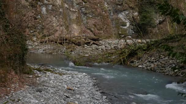 Nejčistší horský potok v lese. Proud vody se pohybuje mezi kameny pokrytými mechem. Malá řeka s kameny. Idylické zelené scenérie s malou řekou. Řada pozadí přírody — Stock video