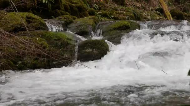 Найчистіший гірський струмок у лісі. Потік води рухається між камінцями, покритими мохом. Маленька річка зі скелями. Ідилічні зелені пейзажі з маленькою річкою. Серія фонових зображень — стокове відео