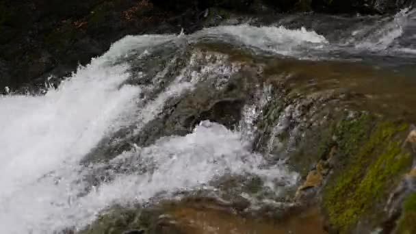 El arroyo montañoso más puro del bosque. Corriente de agua se mueve entre las piedras cubiertas de musgo. Pequeño río con rocas. Paisaje verde idílico con pequeño río. Naturaleza serie de fondo — Vídeo de stock