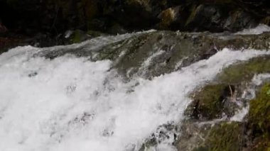 Ormandaki en saf dağ deresi. Su akıntısı yosun kaplı taşlar arasında hareket eder. Taşlı küçük bir nehir. Küçük nehri olan yeşil bir manzara. Doğa arkaplan serisi